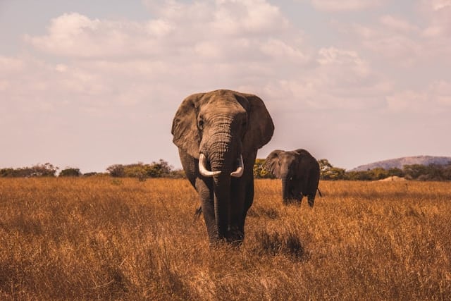 Excursion animalière