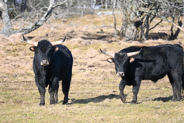 Aurochs