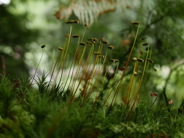 amateurs de botanique