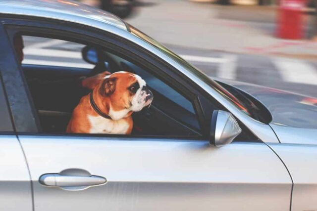 chien en voiture