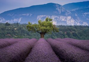 séjour estival Provence