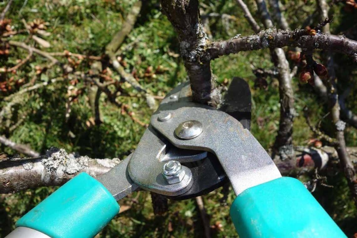 Ciseaux de jardin coupant une branche d'arbre