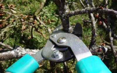 Ciseaux de jardin coupant une branche d'arbre