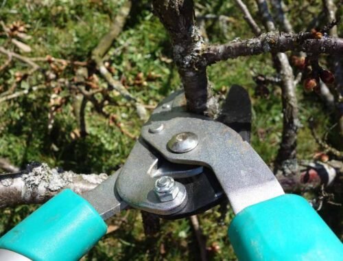 Ciseaux de jardin coupant une branche d'arbre
