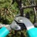 Ciseaux de jardin coupant une branche d'arbre
